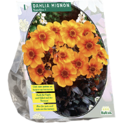 Bloembollen Dahlia Sunshine per 1