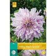 Dahlia mom's special bloembol