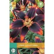 Lilium Forever Susan