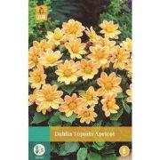 Dahlia TopmiApricot