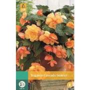 Begonia Cascade Sunray