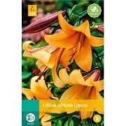Lilium african queen bol/knol 1 stuks