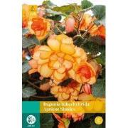 Begonia tuberhybrida apricot shades bol/knol 2 stuks