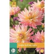 Dahlia Melody Gipsy