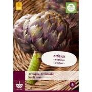 Cynara scolymus bol/knol 1 stuks