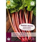 Rabarber glaskin's perpetual, 1 bloembol