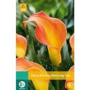 Zantedeschia morning sun, 1 bloembol