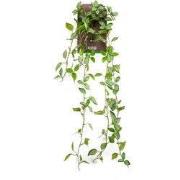 Peperomia hanging bush green/white