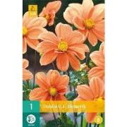 Dahlia g.f. hemerik 1st