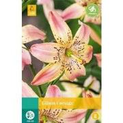 Lilium corsage, 1 bloembol
