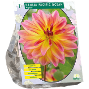 Dahlia Pacific Ocean 1 stuks