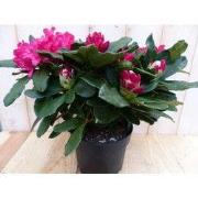 Rododendron 60 cm rood