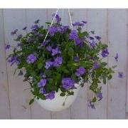 Bosviolen blauw