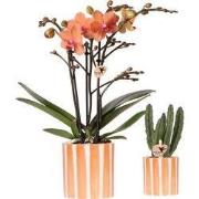 Kolibri Company | Plantenset Oranje Phalaenopsis Orchidee Bolzano en S...