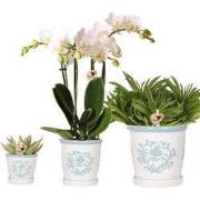 Kolibri Company | Plantenset Witte Phalaenopsis Orchidee Amabilis en S...