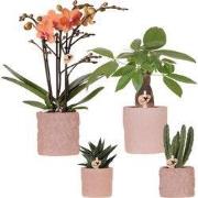 Kolibri Orchids | Set van orchidee Bolzano en succulenten in keramieke...