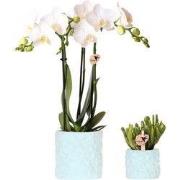 Kolibri Company | Plantenset Star Fish blauw | Witte Phalaenopsis Orch...
