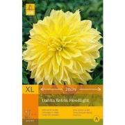 2 stuks - 1 Dahlia Kelvin Floodlight