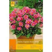 2 stuks - 1 Dahlia Topmiroze
