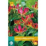 2 stuks - Gloriosa Rothschildiana 1 bol