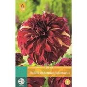 Dahlia Bohemian Spartacus