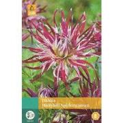 Dahlia Hollyhill Spiderwoman