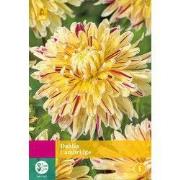 Dahlia cambridge bloembol