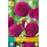 Dahlia rocco bol/knol 1 stuks