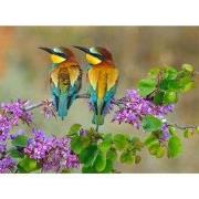 Buiten Canvas 58 x 78 cm 2 Bijeneters