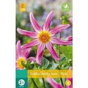 Dahlia honka roze, 1 bloembol
