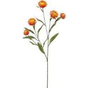 Xerochrysum spray orange 70 cm