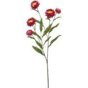 Xerochrysum spray fuchsia 70 cm