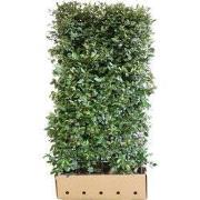 Elaeagnus ebbingei 180 cm