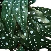 Bladeren elephant's ear 35 cm kunsttak