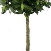 Kunstboom olijf 122 cm