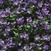 Kunstplanten mat 50x50 cm buxus paars