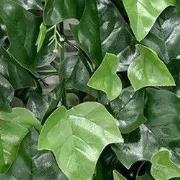 Kunstplanten mat 50x50 cm hedera mix