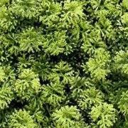 Kunstplanten mat 50x50 cm houttuynia cordata