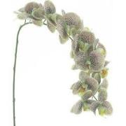 Phalaenopsis spray bensa groen 111 cm kunstbloem