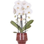 Kolibri Orchids | Witte Niagara Falls orchidee + Moonstone burgundy si...
