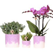 Kolibri Company | Plantenset Bloom Purple | Paarse Vienna orchidee + g...