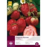 2 stuks - 5 Fragaria Korona