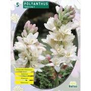 2 stuks - Zomer Bloembollen Polyanthus Tuberosa per 5