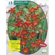 2 stuks - Crocosmia Emberglow per 15