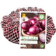 2 stuks - Gr. Plantuien Red Baron