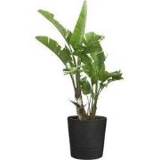 Foss rond 35 cm living black
